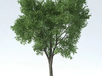 Arbor With Dense Green Foliage And Strong Trunk In White Setting 3d model
