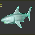 Realistic Gray Shark 3D Model With Sharp Teeth And Dark Background Reflection
