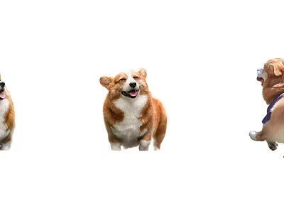 Cute Corgi Dogs In Different Poses On White Background 3d model