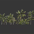 Various Green Plants With Different Sizes And Lush Leaves For Home Decor