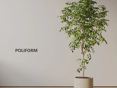 Indoor Potted Plant With Lush Green Leaves In Light Pot By Poliform On Light Wall 3d model