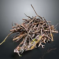 Natural Forest Floor Pile of Twigs and Tree Roots with Soil and Moss