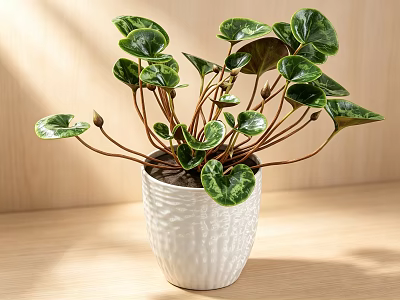 Bonsai Potted Plant with Green Shiny Leaves in White Textured Pot on Wooden Tabletop 3d model