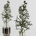Clear Glass Vases With Green Plant Branches And Roots Submerged In Water