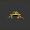 Vibrant Yellow Frog With White Spots And Pink Legs On Dark Background With Reflection