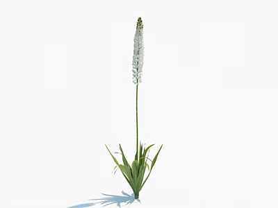 Elegant White Spike Flower With Long Green Stem And Fresh Leaves Isolated On White Background 3d model