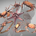 Diverse Collection Of Marine Animals Featuring Crabs Starfish And Shells