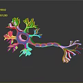 neuron nerve cell nerve terminal 3d model
