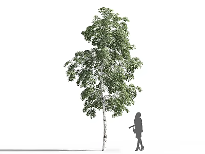 Tall Arbor With Green Leaves And White Trunk Near Silhouette Figure Walking With Bag 3d model