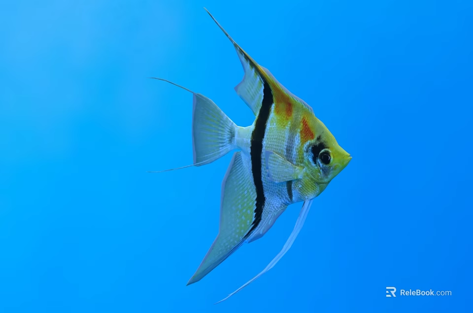Colorful Angelfish With Yellow White Black Stripes And Long Fins Swimming In Blue Water 3d model 
