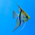 Colorful Angelfish With Yellow White Black Stripes And Long Fins Swimming In Blue Water