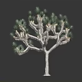 Joshua Tree With Green Spiky Leaves And Branched Rough Trunk Isolated On Dark Background