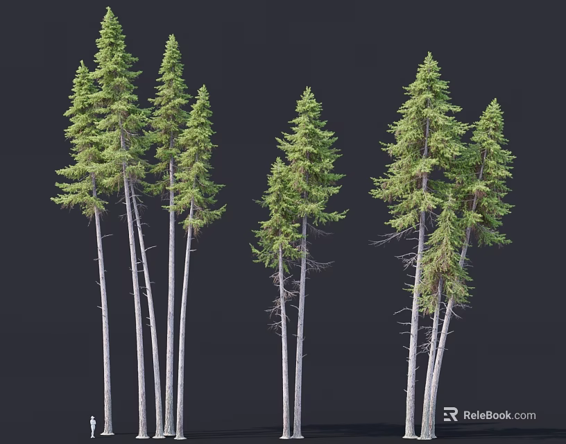Tall Pine Trees With Slender Trunks And Green Canopies Against Dark Background 3d model 