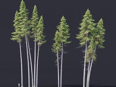 Tall Pine Trees With Slender Trunks And Green Canopies Against Dark Background 3d model
