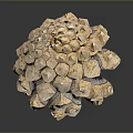 Close Up View Of Natural Pine Cone From Evergreen Tree With Brown Scales
