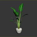 Green Tropical Plant in White Pot with Large Leaves Against Gray Background