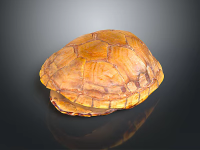 Orange Yellow Turtle Shell With Intricate Texture On Dark Background Surface 3d model