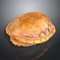 Orange Yellow Turtle Shell With Intricate Texture On Dark Background Surface