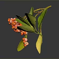 Plant Branch With Red Berries Yellow Leaves And Green Leaf On Dark Background With Reflection
