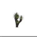 Green Foliage Plant With Thick Trunk And Woman Silhouette Standing Beside
