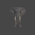 Realistic Gray Elephant with Large Tusks as Game Movie Character