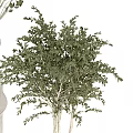 Bonsai Potted Plants With Twisted Trunks Green Foliage In Textured White Black Pots
