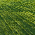 Lush Well Trimmed Green Grass Lawn With Striped Patterns Under Bright Sunlight
