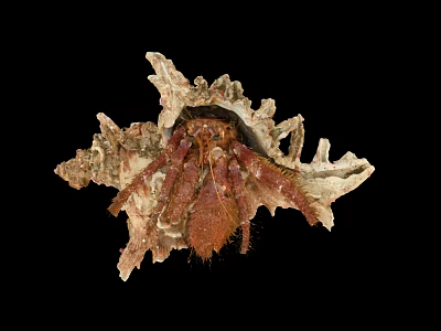Reddish Brown Hermit Crab in Protective Shell on Black Background 3d model