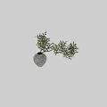 Terracotta Vase Decorated With Fresh Green Branches And Lush Leafy Foliage