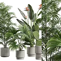 Various Green Plants Including Palm Trees Bird of Paradise and Cactus in Concrete Pots