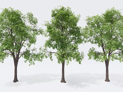 Three Healthy Arbor Trees With Lush Green Leaves And Brown Trunks 3d model