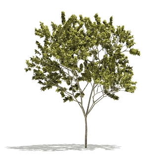 Plant Tree Outdoor Landscape Tree Garden Landscape Tree 3d model