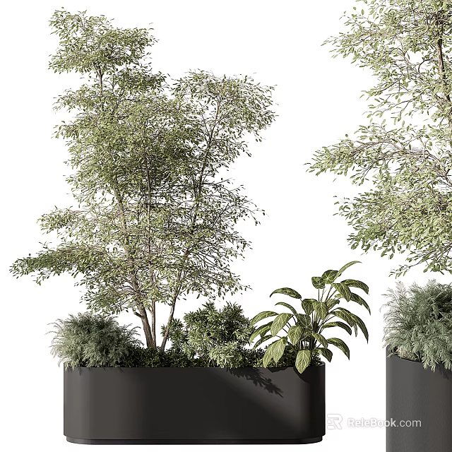 Different Varieties of Bonsai Potted Plants with Green Foliage in Black Planters 3d model 