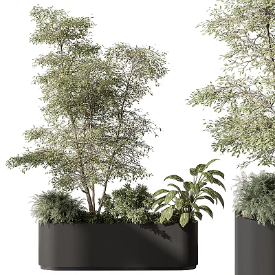 Different Varieties of Bonsai Potted Plants with Green Foliage in Black Planters 3d model