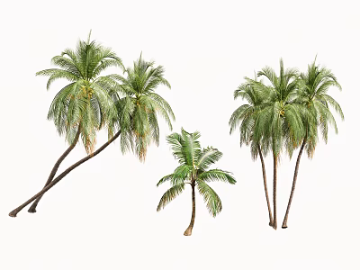 Various Palm Trees With Lush Green Fronds And Different Trunk Forms 3d model
