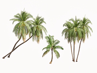 Trees Tropical Trees Coconut Trees Palm Trees Landscape Trees Seaside Landscape Green Planting model