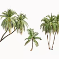 Trees Tropical Trees Coconut Trees Palm Trees Landscape Trees Seaside Landscape Green Planting 3d model