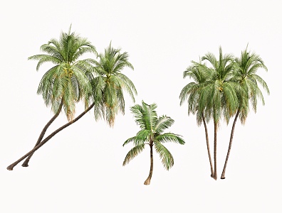 Trees Tropical Trees Coconut Trees Palm Trees Landscape Trees Seaside Landscape Green Planting 3d model