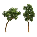 Two Arbor Trees Isolated On White Background With Brown Trunks And Lush Green Foliage