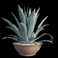 Decorative Agave Plant in Terracotta Pot with White Pebbles for Garden Decor