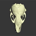 White Mammal Skull With Visible Teeth And Green Highlighted Internal Areas On Dark Reflective Background