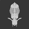 Elephant Skeleton 3D Render With Detailed Scientific Anatomical Bone Structure 3d model