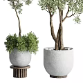 Bonsai Plants With Green Foliage In White Gray Pots And Different Trunk Sizes