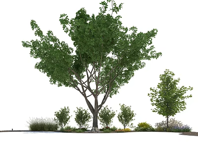 Tall Deciduous Tree with Lush Green Foliage Surrounded by Small Trees and Shrubs 3d model