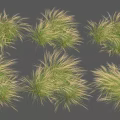 Feathery Ornamental Grass Clumps With Light Brown And Green Foliage For Garden