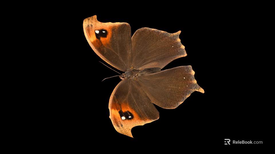 Brown Butterfly With Orange Spots On Margined Wings Against Black Background 3d model 