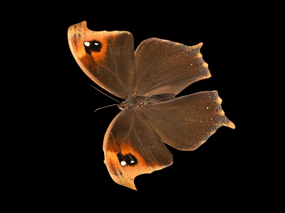 Brown Butterfly With Orange Spots On Margined Wings Against Black Background 3d model