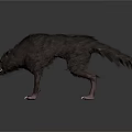 Realistic 3D Wolf Model With Dark Fur Sharp Teeth And Aggressive Posture 3d model