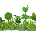 Variety of Green Plants Including Round Shrubs Large Leafy Herbs and Lush Garden Landscaping
