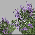 Three Decorative Arbor Trees With Purple Flowers Green Leaves And Shadows On White Background